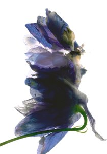 Danse des delphiniums, 2009